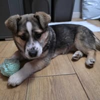 Runa, suczka do adopcji