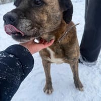 Chester, pies do adopcji