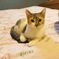 SAVANA, chatte à adopter