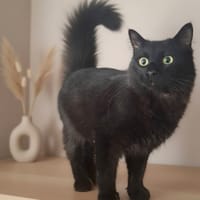 TAO, chat à adopter