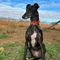 MULAN, chienne à adopter