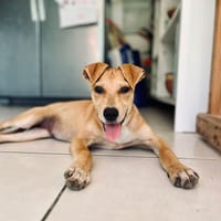 🐾 À L’ADOPTION – INDIE 🐾, chienne à adopter