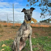 VAÏANA, chienne à adopter