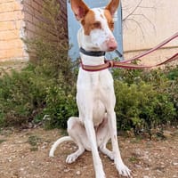 SAONA, chienne à adopter