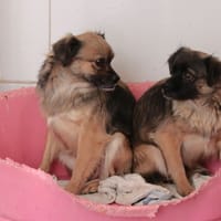 MALENA ET MATI, chienne à adopter