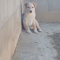 BROWN, chien à adopter