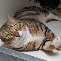 ZUNI, chat à adopter