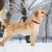 Markiz, pies do adopcji