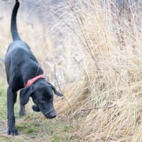 Memfis, pies do adopcji