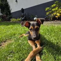 Hazel, Hündin zur Adoption