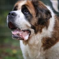 Oskar und Mia suchen ein Zuhause, Hund zur Adoption