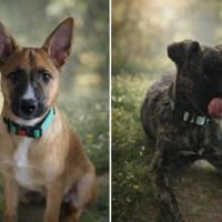 🐾 Imre  kleiner Herzensbrecher, Hund zur Adoption