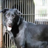 Cooper sucht ein Zuhause, Hund zur Adoption