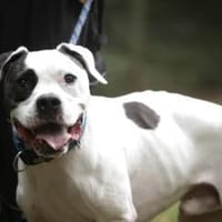 Flocke sucht ein standfestes Zuhause, Hund zur Adoption