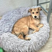 Cora neugieriges Hundemädchen, Hündin zur Adoption