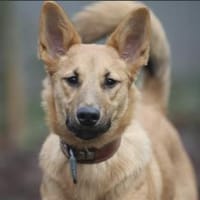 Bella sucht ein Zuhause, Hündin zur Adoption