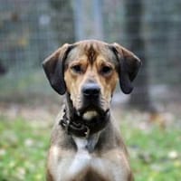 Tollpatsch Goofy sucht ein Zuhause, Hund zur Adoption