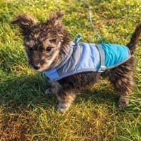 Nera - wuscheliges Hundemädchen, Hündin zur Adoption