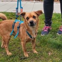 Liebenswerter Lollo sucht Zuhause, Hund zur Adoption