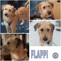 FLAPPI -freundlich & sportlich-, Hund zur Adoption