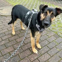 LOKI ca. 1.5 J. Schäfermix-Teenager, Hund zur Adoption