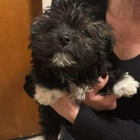 Nix- kleines liebes Wuschelie, Hündin zur Adoption