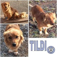 TILDI -ruhige, anhängliche Hündin-, Hündin zur Adoption