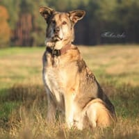 Victor, Hund zur Adoption