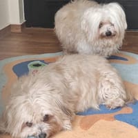 Senioren Sunshine und Tequila, Hund zur Adoption