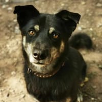 Asco sucht ein Zuhause, Hund zur Adoption