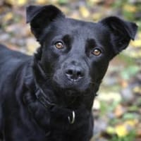 Roxy sucht ein Zuhause, Hündin zur Adoption