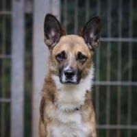 Lennox sucht ein Zuhause, Hund zur Adoption