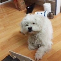 Süße Flocke🌺 sucht liebevolle Familie, Hündin zur Adoption