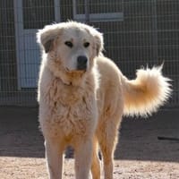 Boss wartet bereits auf dich!, Hund zur Adoption