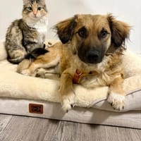 ❤Fritz Pflegefamilie 41812 Erkelenz, Hund zur Adoption