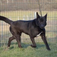 Rüde Kalani sucht ein Zuhause, Hund zur Adoption