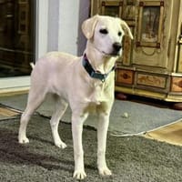 Taiga sucht liebe Menschen, Hündin zur Adoption