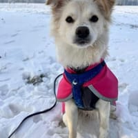 Lebensfrohe Maja sucht ihre Familie, Hündin zur Adoption