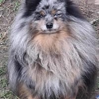 CELSIUS u. GEISHA unzertrennlich, Hund zur Adoption