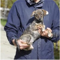 Sensible Junghündin sucht ein Zuhause, Hündin zur Adoption