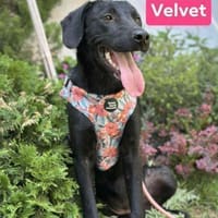 Perla und Velvet warten auf ihr Zuhause, Hündin zur Adoption