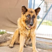 Bigby wünscht sich ein warmes Körbchen, Hund zur Adoption