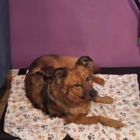 Josey auf Pflegestelle in Lünen, Hündin zur Adoption