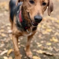 MOKKA - Bereit für neue Abenteuer, Hündin zur Adoption