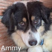 AMMY sucht ihr Für-Immer-Körbchen, Hündin zur Adoption