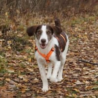 Aufgeweckte Antonina sucht Zuhause, Hündin zur Adoption