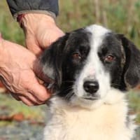 Pintia - zutraulich u. kinderlieb, Hündin zur Adoption