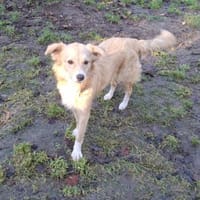 Zauberhafte Minou, Hündin zur Adoption