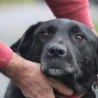 Douce - ❤❤sehr verspielt u. kinderlieb, Hund zur Adoption