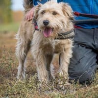💙Dexter SI - kinderlieb, verschmust💙, Hund zur Adoption